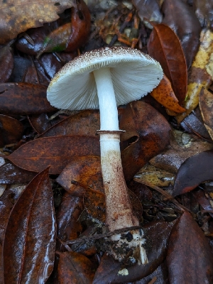  ( - HAY-F-004850)  @11 [ ] by-nc (2023) Warren Cardimona Fungal Diversity Survey