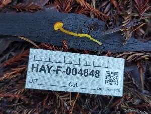  (Hygrocybe sp. mucronella-PNW13 - HAY-F-004848)  @11 [ ] by-nc (2023) Warren Cardimona Fungal Diversity Survey