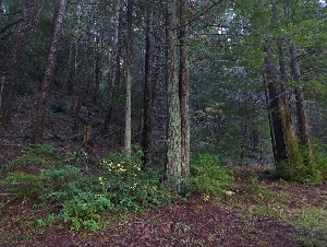  ( - HAY-F-004848)  @11 [ ] by-nc (2023) Warren Cardimona Fungal Diversity Survey
