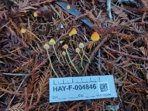  ( - HAY-F-004846)  @11 [ ] by-nc (2023) Warren Cardimona Fungal Diversity Survey