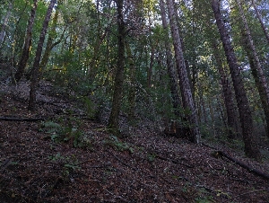  ( - HAY-F-004846)  @11 [ ] by-nc (2023) Warren Cardimona Fungal Diversity Survey