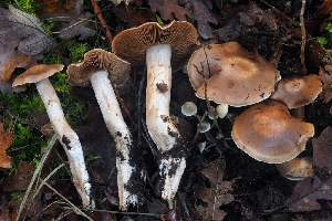  (Cortinarius sp. PNW60 - HAY-F-004864)  @11 [ ] by-nc (2023) Warren Cardimona Fungal Diversity Survey
