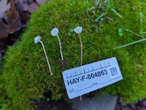 (Cystolepiota sp. seminuda-PNW04 - HAY-F-004863)  @11 [ ] by-nc (2023) Warren Cardimona Fungal Diversity Survey