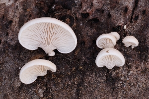  ( - HAY-F-004861)  @11 [ ] by-nc (2023) Warren Cardimona Fungal Diversity Survey