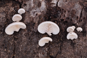  ( - HAY-F-004861)  @11 [ ] by-nc (2023) Warren Cardimona Fungal Diversity Survey