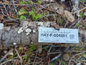  ( - HAY-F-004861)  @11 [ ] by-nc (2023) Warren Cardimona Fungal Diversity Survey