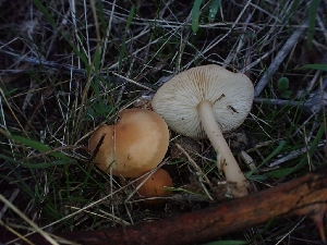  ( - HAY-F-003389)  @11 [ ] by-nc (2023) Sadie Hickey Fungal Diversity Survey