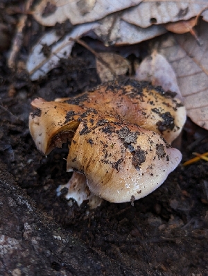  ( - HAY-F-005364)  @11 [ ] by-nc (2023) Warren Cardimona Fungal Diversity Survey