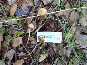  ( - HAY-F-004272)  @11 [ ] by-nc (2023) Jaren Hockert Fungal Diversity Survey