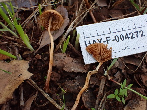  ( - HAY-F-004272)  @11 [ ] by-nc (2023) Jaren Hockert Fungal Diversity Survey