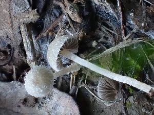  (Psathyrella scatophila - HAY-F-004270)  @11 [ ] by-nc (2023) Jaren Hockert Fungal Diversity Survey