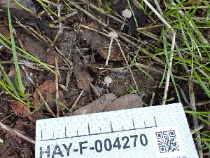  ( - HAY-F-004270)  @11 [ ] by-nc (2023) Jaren Hockert Fungal Diversity Survey