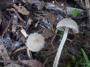  ( - HAY-F-004270)  @11 [ ] by-nc (2023) Jaren Hockert Fungal Diversity Survey