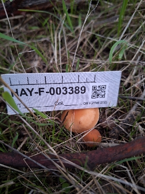  ( - HAY-F-003389)  @11 [ ] by-nc (2023) Sadie Hickey Fungal Diversity Survey