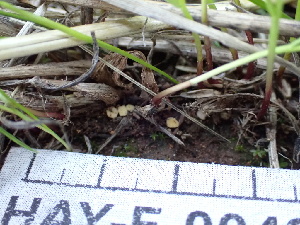  ( - HAY-F-004268)  @11 [ ] by-nc (2023) Jaren Hockert Fungal Diversity Survey