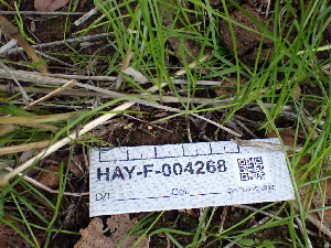  ( - HAY-F-004268)  @11 [ ] by-nc (2023) Jaren Hockert Fungal Diversity Survey