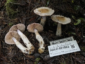  ( - HAY-F-001063)  @11 [ ] by-nc (2023) Christian Schwarz Fungal Diversity Survey