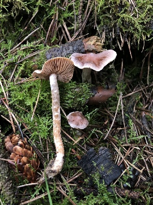  ( - HAY-F-007904)  @11 [ ] by-nc (2023) Dean Lyons Fungal Diversity Survey