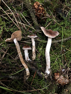  ( - HAY-F-007904)  @11 [ ] by-nc (2023) Dean Lyons Fungal Diversity Survey