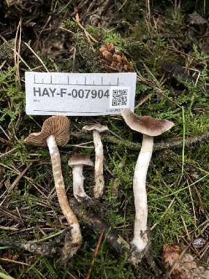  ( - HAY-F-007904)  @11 [ ] by-nc (2023) Dean Lyons Fungal Diversity Survey