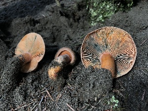  ( - HAY-F-007902)  @11 [ ] by-nc (2023) Dean Lyons Fungal Diversity Survey