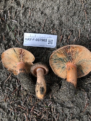  ( - HAY-F-007902)  @11 [ ] by-nc (2023) Dean Lyons Fungal Diversity Survey