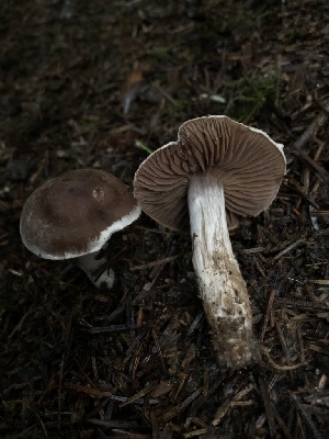  ( - HAY-F-007899)  @11 [ ] by-nc (2023) Dean Lyons Fungal Diversity Survey