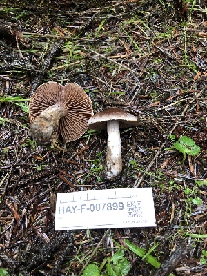  ( - HAY-F-007899)  @11 [ ] by-nc (2023) Dean Lyons Fungal Diversity Survey