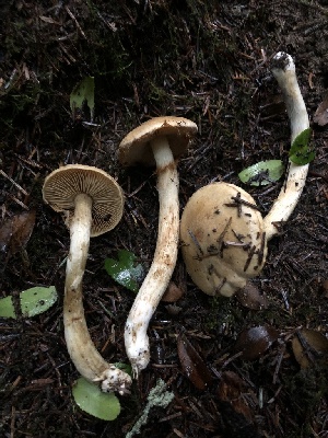  (Cortinarius sp. CA46 - HAY-F-005350)  @11 [ ] by-nc (2023) Dean Lyons Fungal Diversity Survey
