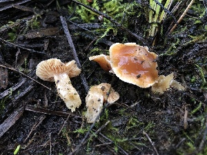  ( - HAY-F-005352)  @11 [ ] by-nc (2023) Dean Lyons Fungal Diversity Survey