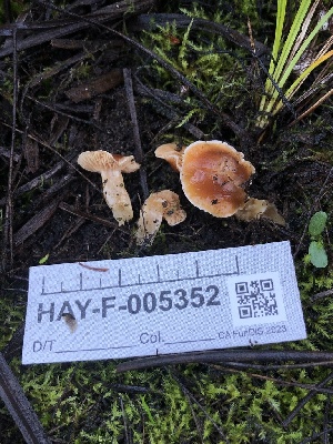  ( - HAY-F-005352)  @11 [ ] by-nc (2023) Dean Lyons Fungal Diversity Survey