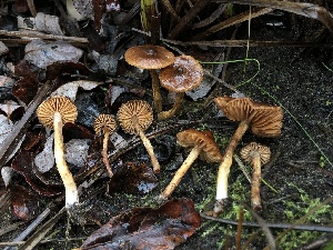  ( - HAY-F-007897)  @11 [ ] by-nc (2023) Dean Lyons Fungal Diversity Survey