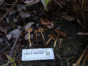  ( - HAY-F-007897)  @11 [ ] by-nc (2023) Dean Lyons Fungal Diversity Survey