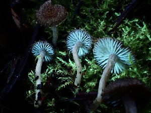  ( - HAY-F-005346)  @11 [ ] by-nc (2023) Dean Lyons Fungal Diversity Survey