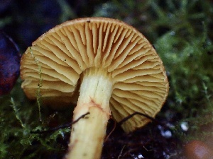  ( - HAY-F-005347)  @11 [ ] by-nc (2023) Dean Lyons Fungal Diversity Survey