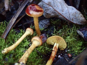  ( - HAY-F-005347)  @11 [ ] by-nc (2023) Dean Lyons Fungal Diversity Survey
