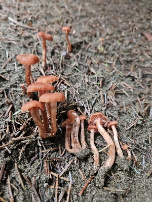  ( - HAY-F-007427)  @11 [ ] by (2023) Mandy Hackney Fungal Diversity Survey