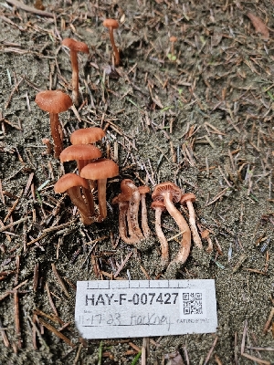  ( - HAY-F-007427)  @11 [ ] by (2023) Mandy Hackney Fungal Diversity Survey