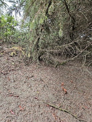  ( - HAY-F-007427)  @11 [ ] by (2023) Mandy Hackney Fungal Diversity Survey