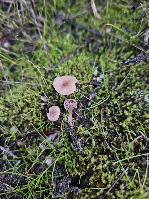  (Omphalina - HAY-F-007429)  @11 [ ] by (2023) Mandy Hackney Fungal Diversity Survey