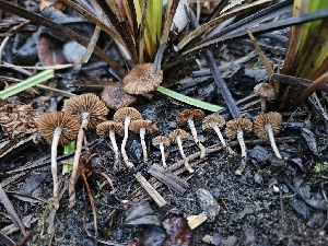  ( - HAY-F-007432)  @11 [ ] by (2023) Mandy Hackney Fungal Diversity Survey