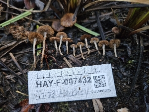  ( - HAY-F-007432)  @11 [ ] by (2023) Mandy Hackney Fungal Diversity Survey