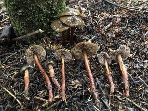  ( - HAY-F-007894)  @11 [ ] by-nc (2023) Dean Lyons Fungal Diversity Survey