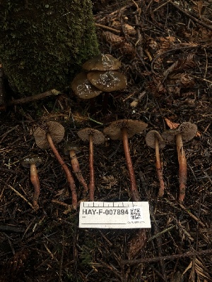  ( - HAY-F-007894)  @11 [ ] by-nc (2023) Dean Lyons Fungal Diversity Survey
