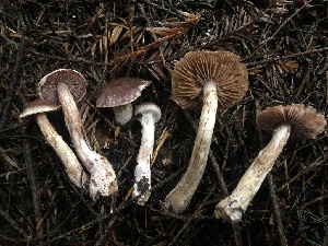  ( - HAY-F-005353)  @11 [ ] by-nc (2023) Dean Lyons Fungal Diversity Survey