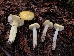  (Hygrocybe sp. flavescens-PNW06 - HAY-F-002369)  @11 [ ] by-nc (2023) Dean Lyons Fungal Diversity Survey