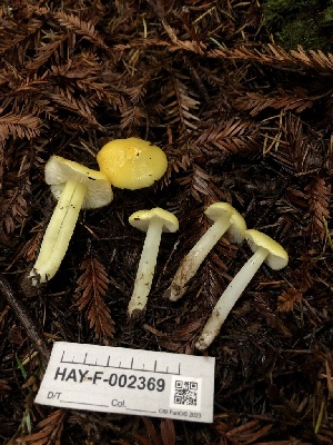  ( - HAY-F-002369)  @11 [ ] by-nc (2023) Dean Lyons Fungal Diversity Survey