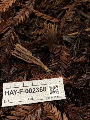  ( - HAY-F-002368)  @11 [ ] by-nc (2023) Dean Lyons Fungal Diversity Survey