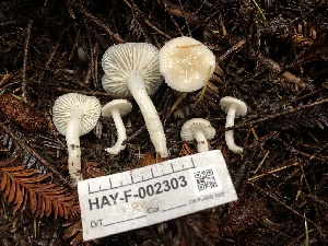  ( - HAY-F-002303)  @11 [ ] by-nc (2023) Dean Lyons Fungal Diversity Survey
