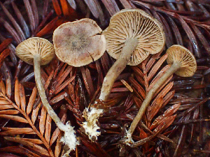  (Rhodocybe sp. CA05 - HAY-F-005354)  @11 [ ] by-nc (2023) Dean Lyons Fungal Diversity Survey
